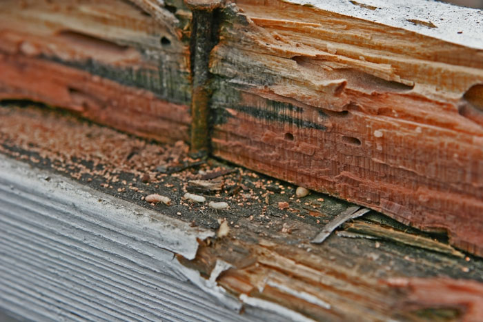 bugs within wooden area of home