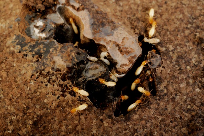 termites