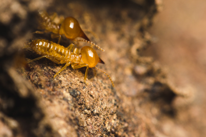 termites