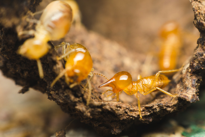 termites
