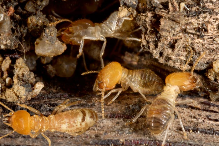 Orange Oil Method for Drywood Termite in San Marcos