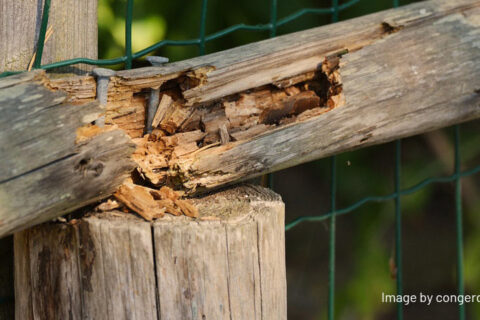 termite wood repair