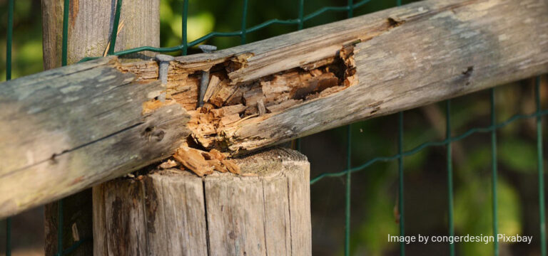 termite wood repair
