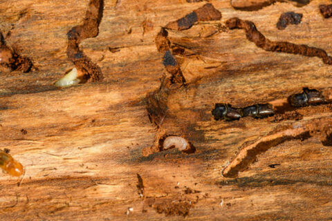 Termite Wood Repair