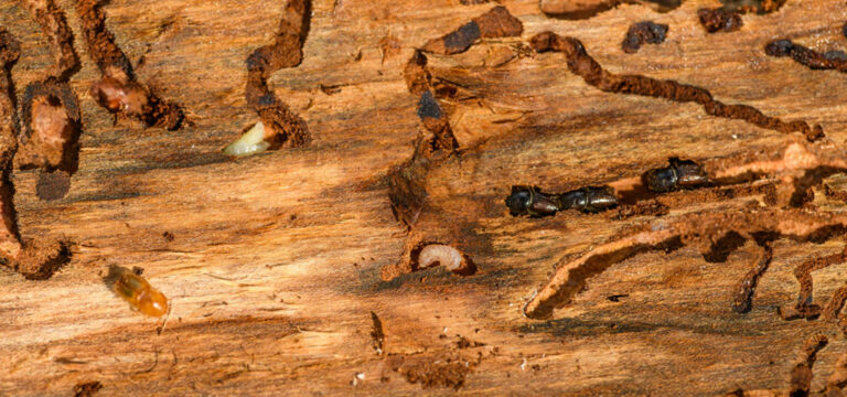 Termite Wood Repair
