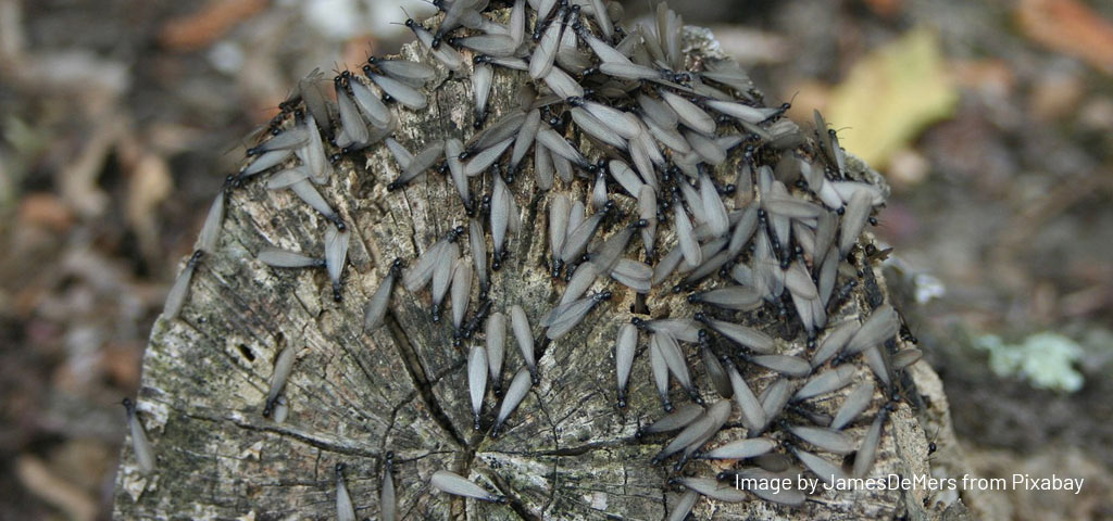 Termite Treatment