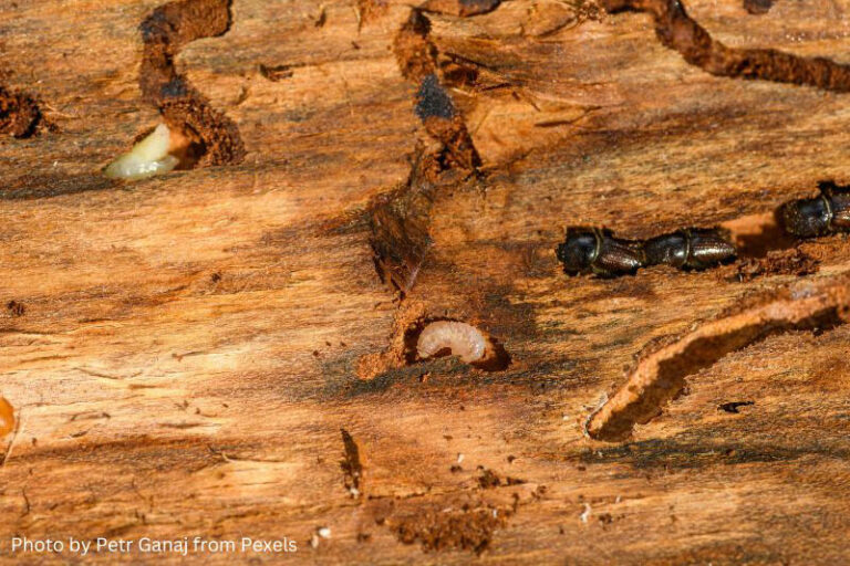termite infestation, pest prevention, home maintenance