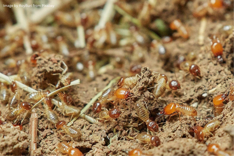 home termite control, pest prevention, termite damage, detecting termites, professional inspection