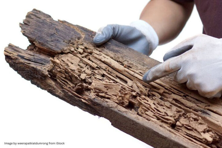 termite control services, wood damage restoration, home termite inspection, pest infestation treatment, termite extermination