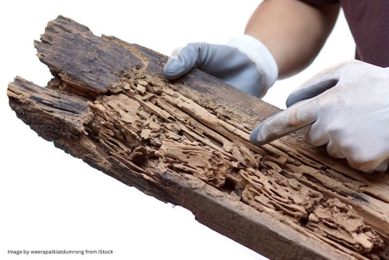 termite control services, wood damage restoration, home termite inspection, pest infestation treatment, termite extermination