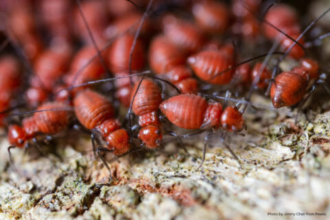 termite treatment, property damage, termites in homes, pest control, home insurance policies