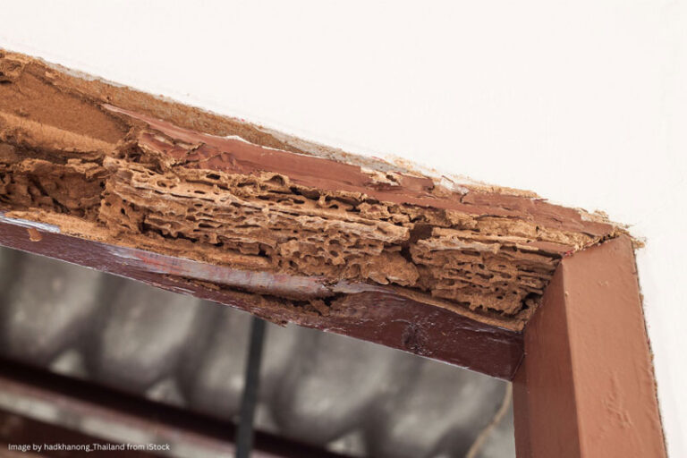 termite prevention, pest control, termite damage, home protection, termite inspection
