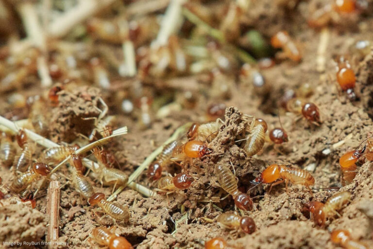 escrow-specific termite inspections