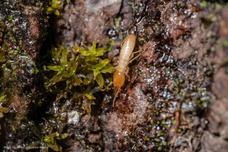 termite prevention, termite infestation control, termite colony, termite eggs, termite treatment