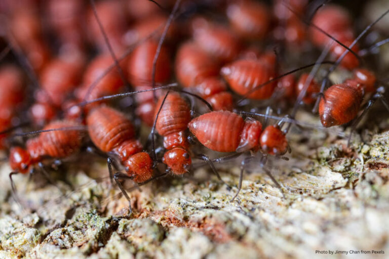 termite treatment, property damage, termites in homes, pest control, home insurance policies