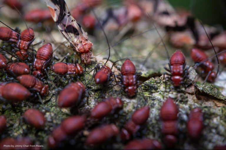 importance of termite repair, termite service benefits, termite damage restoration, complete termite control, prevent future termite issues