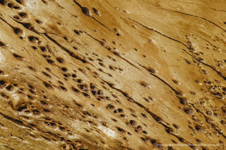 termite damage, termite repair, termite inspection, pest control, home maintenance