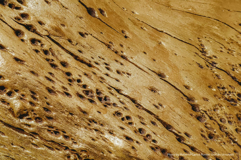 termite damage, termite repair, termite inspection, pest control, home maintenance