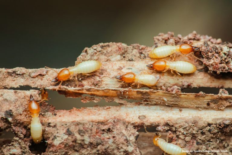 termite inspection San Diego, signs of termite damage in homes, termite prevention for homeowners, San Diego termite inspection, termite damage repair, how to prevent termites in San Diego homes