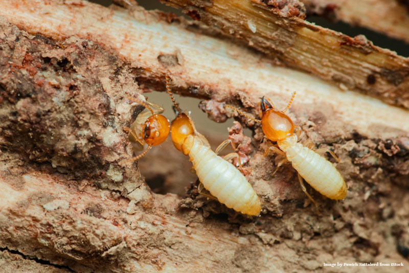 termite inspection, termite control, termite treatment, termite damage repair