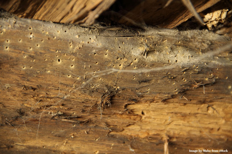 termite treatment and repair San Diego, CA, termite damage repair San Diego, termite inspection services North County, termite control and repair, drywood termite removal in San Diego.