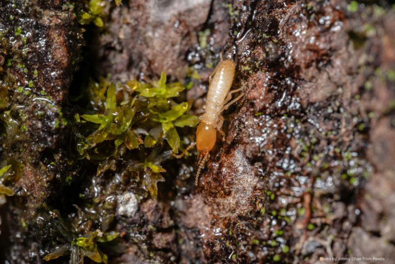 How to tell if you have termites