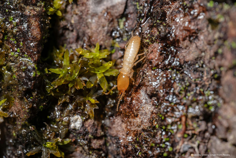 How to tell if you have termites