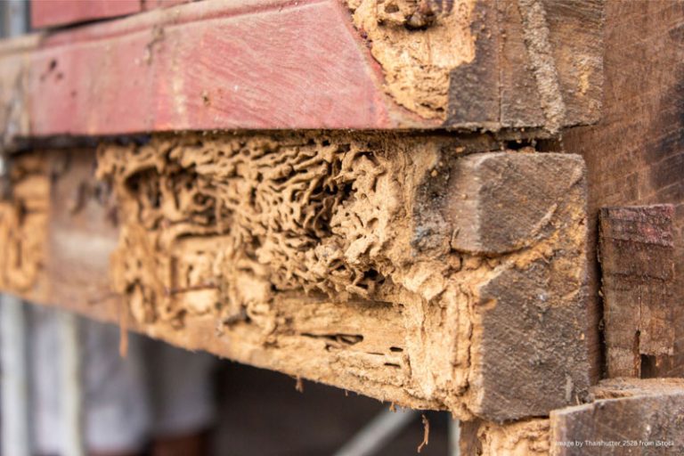 termite control San Diego, drywood vs subterranean termites, termite inspection San Diego CA, termite treatment San Diego, drywood termite treatment