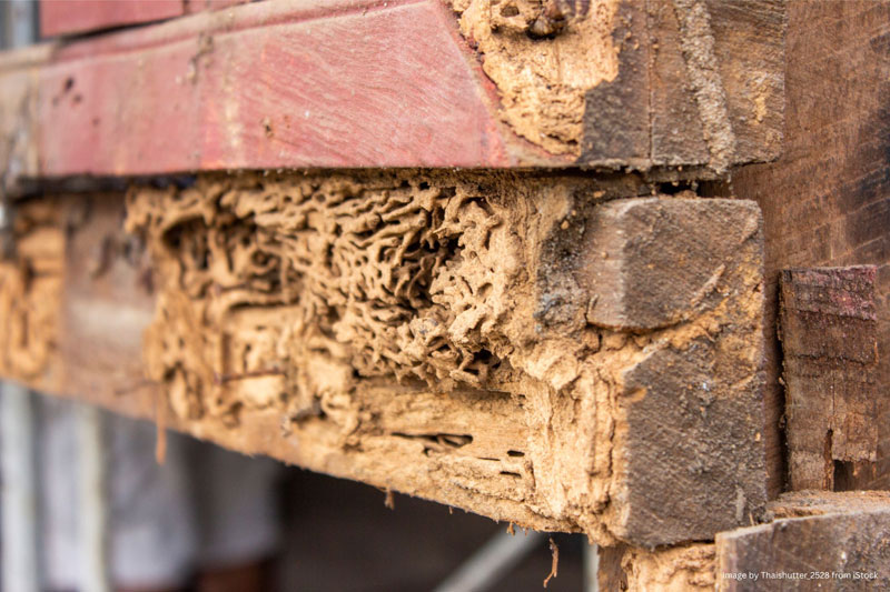 termite control San Diego, drywood vs subterranean termites, termite inspection San Diego CA, termite treatment San Diego, drywood termite treatment
