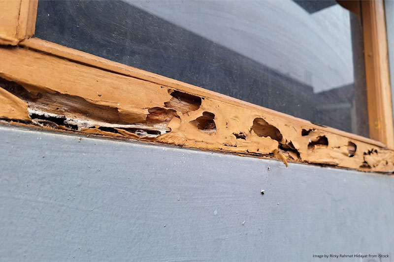 termite treatment North County San Diego