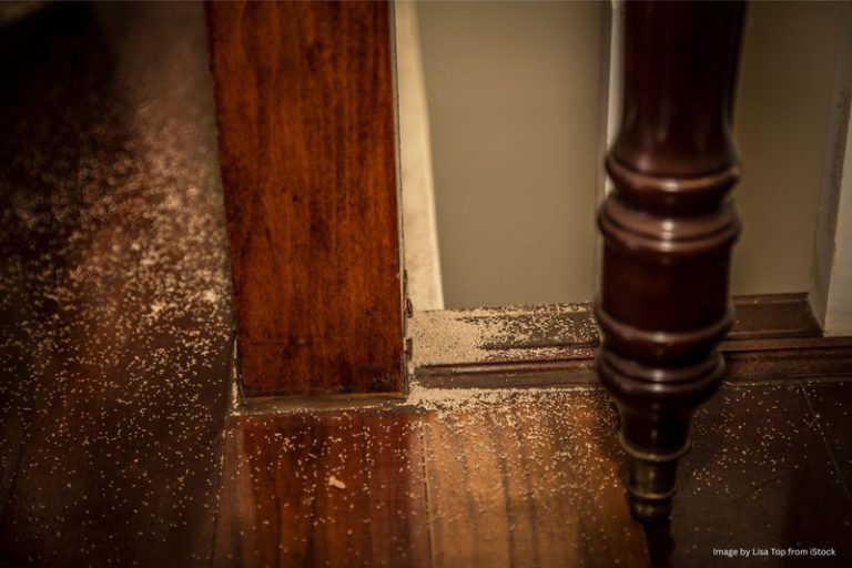 termite inspections