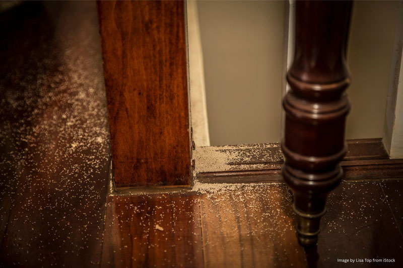 termite inspections
