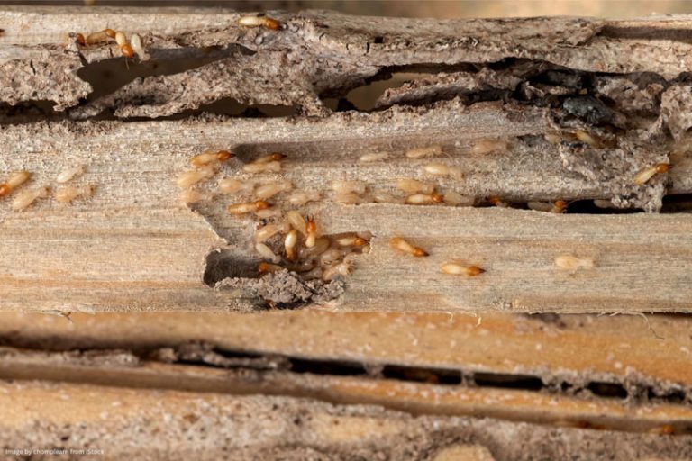 termite damage repair San Diego CA