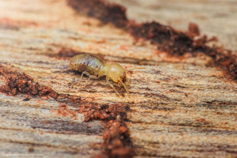 drywood termite treatment San Diego