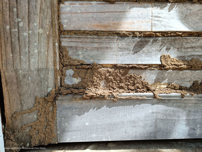 Termite inspector checking for signs of active termites in a San Diego home